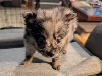 Lancelot, a male Pomeranian for sale in Gulfport, MS – 1 of 4