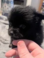 Mina, a female Pomeranian for sale in Gulfport, MS – 4 of 7