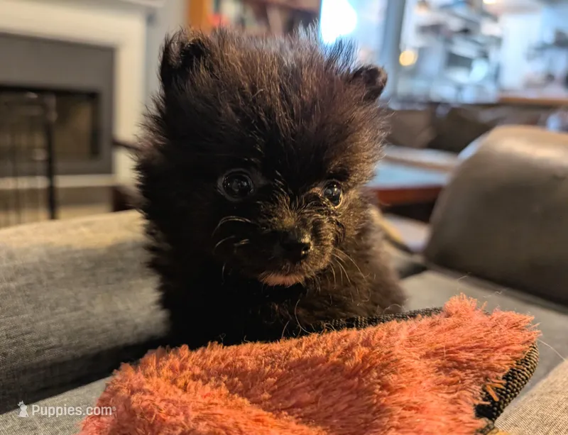 Cole – Pomeranian puppy for sale in Gulfport, MS