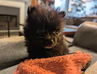 Cole, a male Pomeranian for sale in Gulfport, MS – 1 of 3