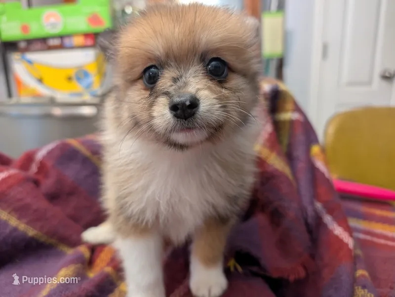 Rambo – Pomeranian puppy for sale in Gulfport, MS