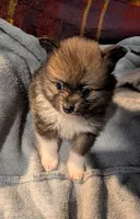 Xena, a female Pomeranian for sale in Gulfport, MS – 3 of 7