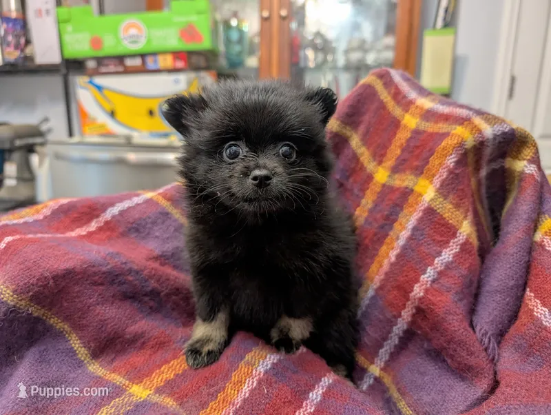 Mina – Pomeranian puppy for sale in Gulfport, MS