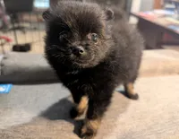 Bootsy, a female Pomeranian for sale in Gulfport, MS – 2 of 5