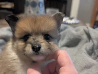 Rambo, a male Pomeranian for sale in Gulfport, MS – 2 of 4