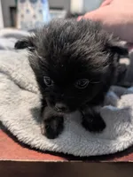 Mina, a female Pomeranian for sale in Gulfport, MS – 3 of 7