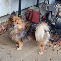 BootsyBear, a female Pomeranian for sale in Gulfport, MS – 10 of 10