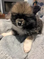 Xena, a female Pomeranian for sale in Gulfport, MS – 4 of 7