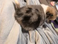 Rambo, a male Pomeranian for sale in Gulfport, MS – 4 of 4