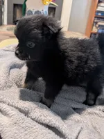 Bootsy, a female Pomeranian for sale in Gulfport, MS – 3 of 5