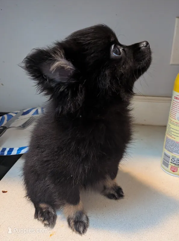 Bootsy – Pomeranian puppy for sale in Gulfport, MS
