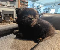Mina, a female Pomeranian for sale in Gulfport, MS – 7 of 7