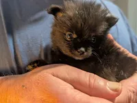 Cole, a male Pomeranian for sale in Gulfport, MS – 3 of 3