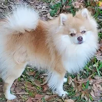 BootsyBear, a female Pomeranian for sale in Gulfport, MS – 9 of 10