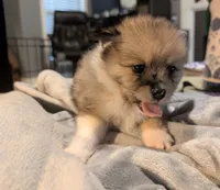 Rambo, a male Pomeranian for sale in Gulfport, MS – 3 of 4
