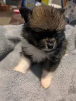 Xena, a female Pomeranian for sale in Gulfport, MS – 2 of 7