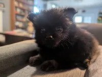 Mina, a female Pomeranian for sale in Gulfport, MS – 2 of 7