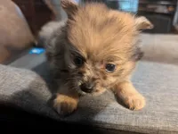 Gwen, a female Pomeranian for sale in Gulfport, MS – 2 of 4