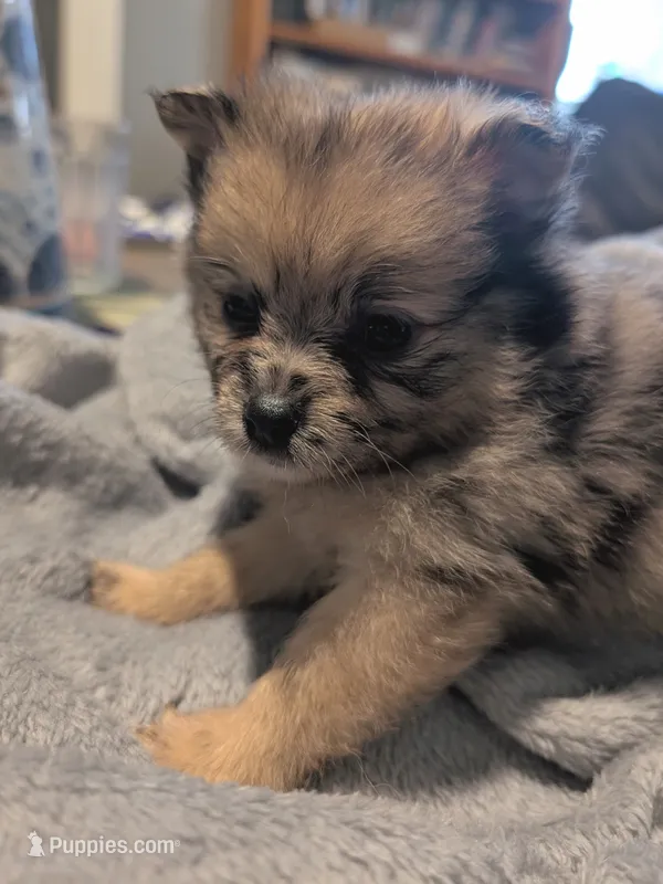Gwen – Pomeranian puppy for sale in Gulfport, MS