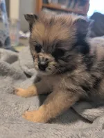Gwen, a female Pomeranian for sale in Gulfport, MS – 1 of 4