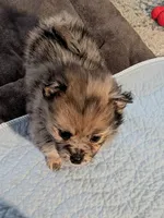 Gwen, a female Pomeranian for sale in Gulfport, MS – 4 of 4