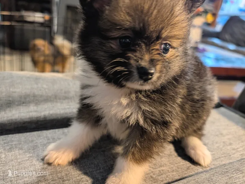 Xena – Pomeranian puppy for sale in Gulfport, MS