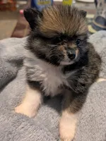 Xena, a female Pomeranian for sale in Gulfport, MS – 7 of 7