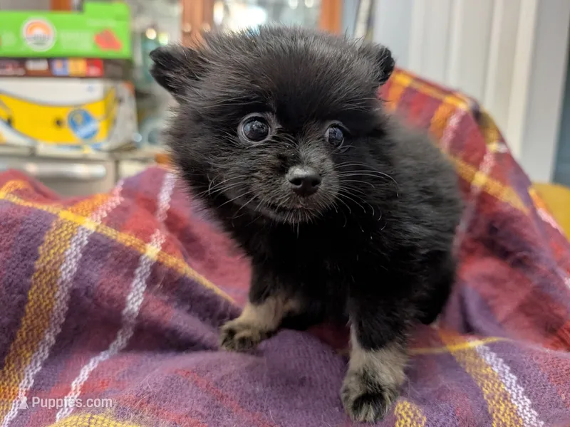 Bootsy – Pomeranian puppy for sale in Gulfport, MS