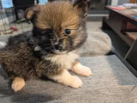 Xena, a female Pomeranian for sale in Gulfport, MS – 6 of 7