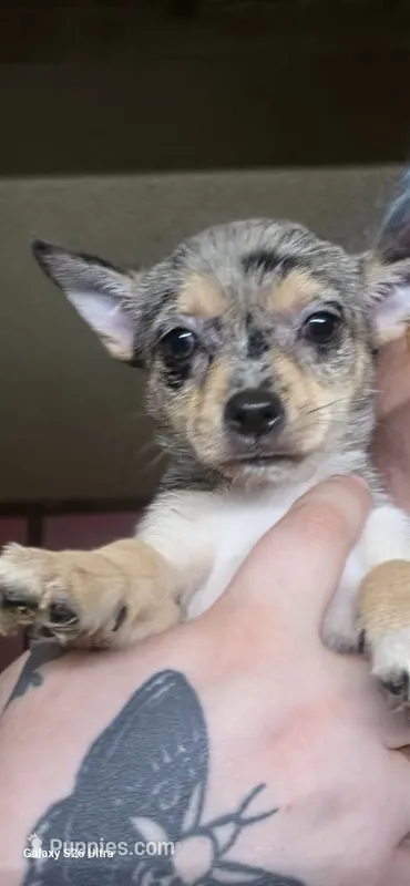 Matchmaker – Chihuahua puppy for sale in Lima, OH
