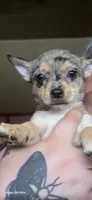Matchmaker, a female Chihuahua for sale in Lima, OH – 1 of 3