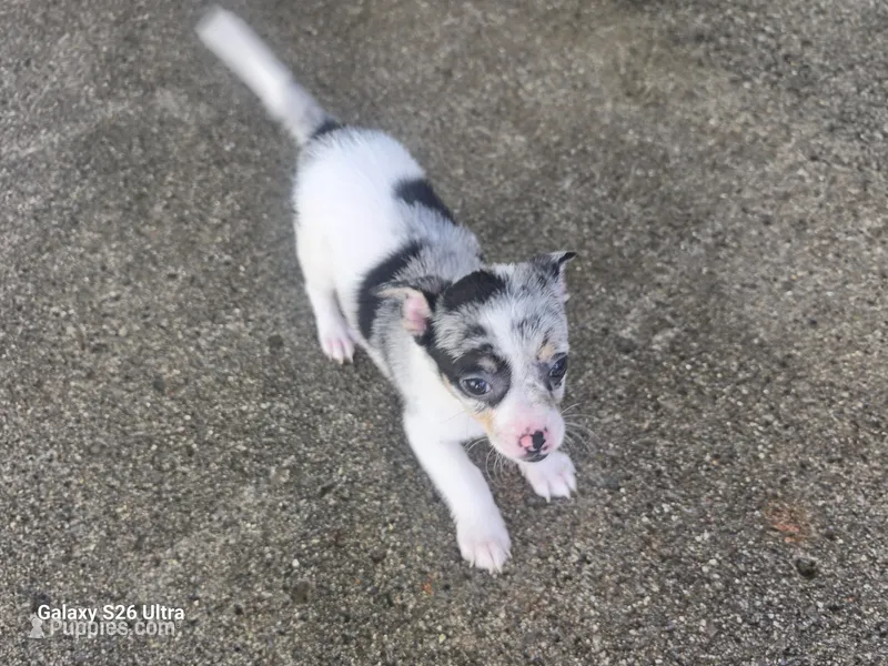 Jakey – Chihuahua puppy for sale in Lima, OH
