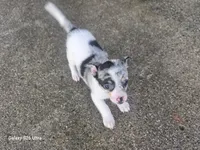 Jakey, a male Chihuahua for sale in Lima, OH – 1 of 4
