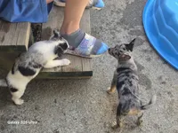 Mulan, a female Chihuahua for sale in Lima, OH – 3 of 4