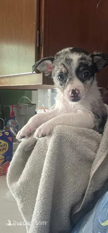Shang – Chihuahua puppy for sale in Lima, OH