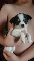 Mushu, a male Chihuahua for sale in Lima, OH – 5 of 5