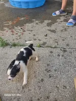 Mushu, a male Chihuahua for sale in Lima, OH – 3 of 5