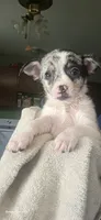 Shang, a male Chihuahua for sale in Lima, OH – 2 of 4