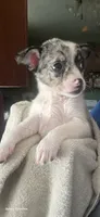 Shang, a male Chihuahua for sale in Lima, OH – 3 of 4