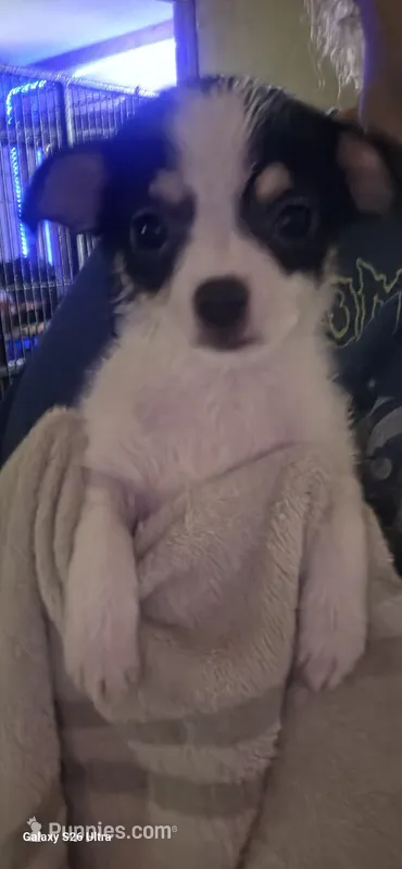 Mushu – Chihuahua puppy for sale in Lima, OH