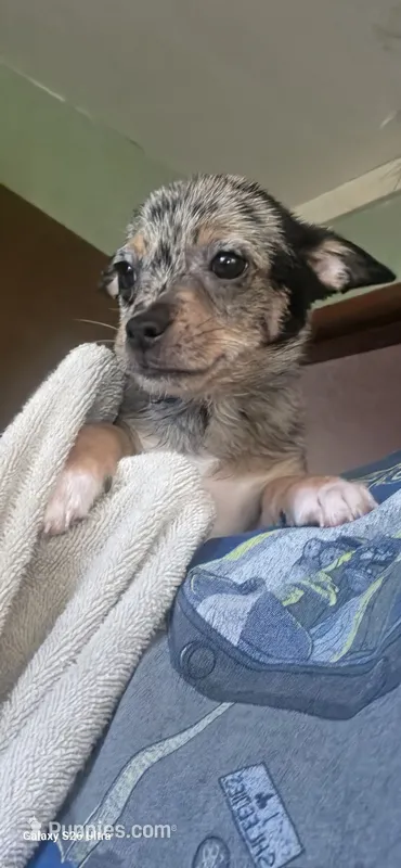 Mulan – Chihuahua puppy on hold in Lima, OH