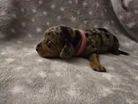 Lola , a female Miniature Dachshund for sale in Hazleton, IA – Photo 5 of 5