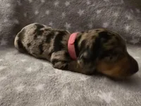 Lola , a female Miniature Dachshund for sale in Hazleton, IA – Photo 4 of 5