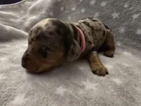 Lola , a female Miniature Dachshund for sale in Hazleton, IA – Photo 3 of 5