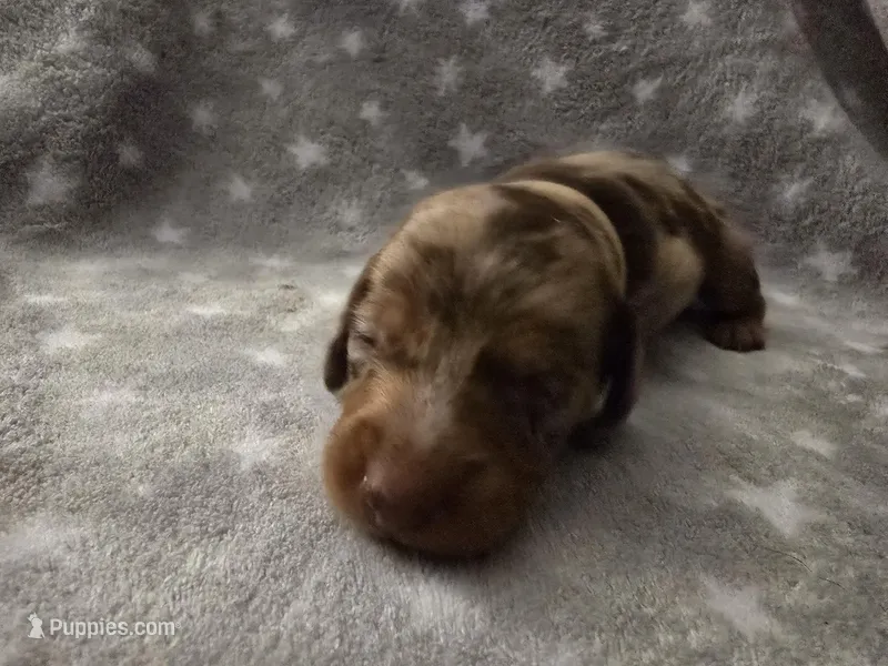 Chip – Miniature Dachshund puppy for sale in Hazleton, IA