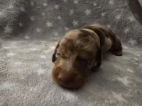 Chip, a male Miniature Dachshund for sale in Hazleton, IA – Photo 1 of 5