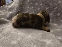 Chip, a male Miniature Dachshund for sale in Hazleton, IA – Photo 3 of 5