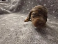 Chip, a male Miniature Dachshund for sale in Hazleton, IA – Photo 4 of 5