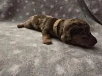 Chip, a male Miniature Dachshund for sale in Hazleton, IA – Photo 5 of 5