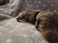 Chip, a male Miniature Dachshund for sale in Hazleton, IA – Photo 2 of 5